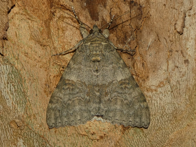 Catocala nupta - piros övesbagoly