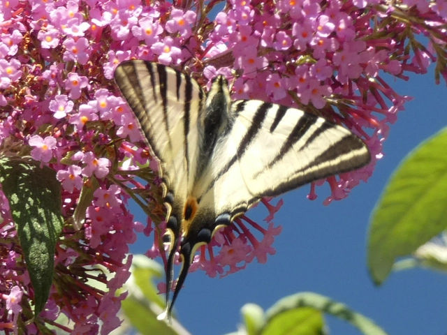 Iphiclides podalirius - kardoslepke