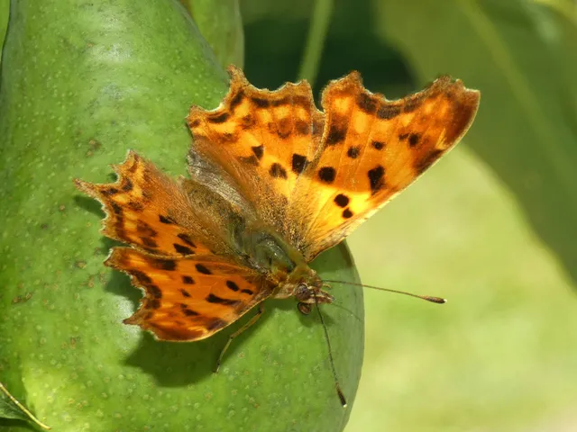 Nymphalis c-album - C-betűs lepke