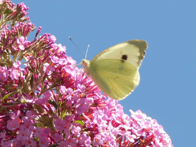 Pieris brassicae - káposztalepke