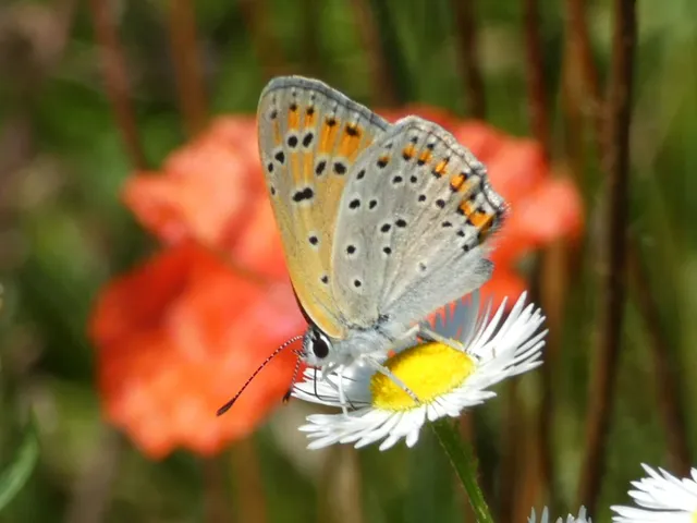 Lycaena thersamon - kis tűzlepke