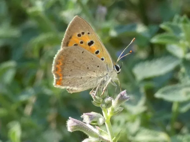 Lycaena phlaeas - közönséges tűzlepke