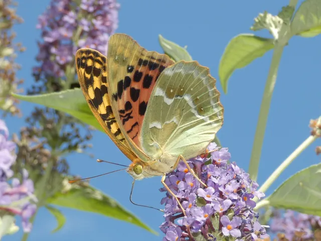 Argynnis pandora - zöldes gyöngyházlepke