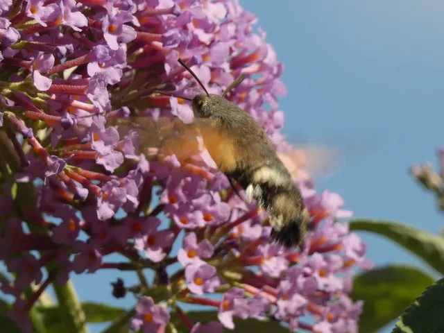 Macroglossum stellatarum - kacsafarkú szender