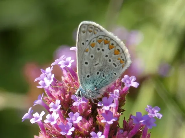 Polyommatus icarus - közönséges boglárka