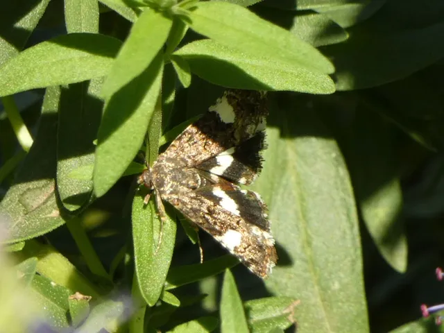 Tyta luctuosa - fekete nappalibagoly