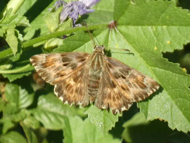 Carcharodus alceae - mályva-busalepke