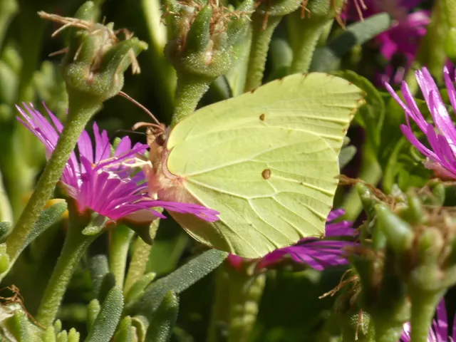 Gonepteryx rhamni - citromlepke