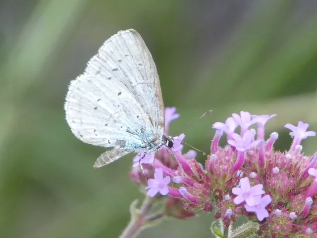 Celastrina argiolus - bengeboglárka