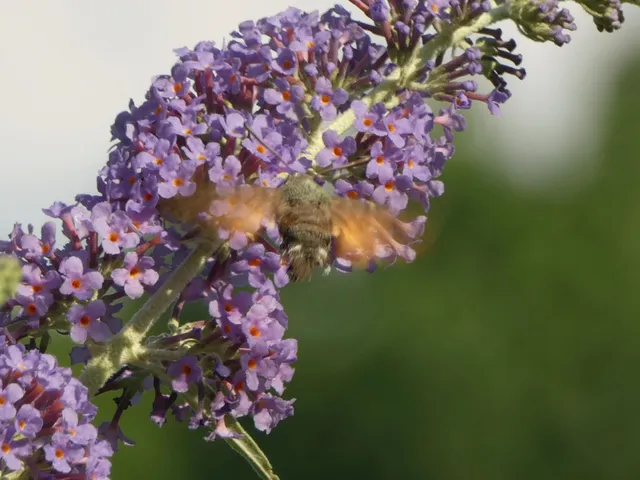 Macroglossum stellatarum - kacsafarkú szender
