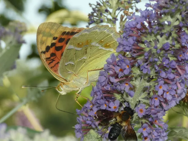 Argynnis pandora - zöldes gyöngyházlepke
