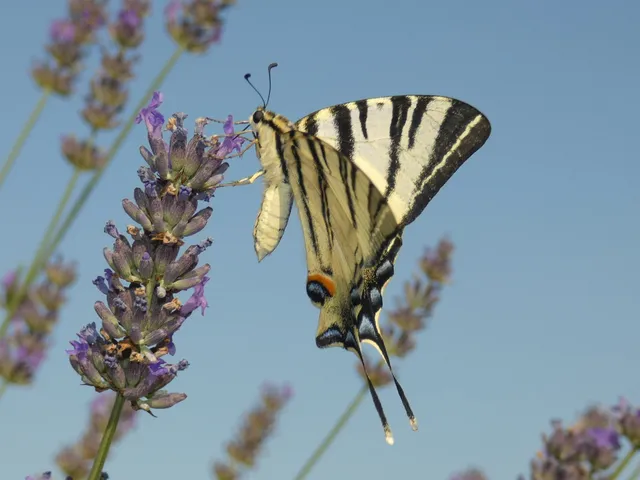 Iphiclides podalirius - kardoslepke