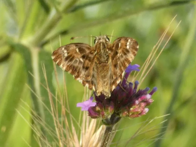 Carcharodus alceae - mályva-busalepke