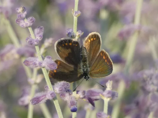 Polyommatus icarus - közönséges boglárka