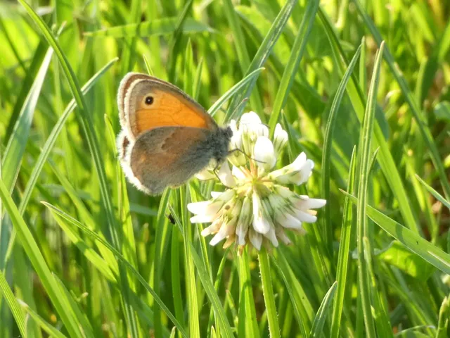Coenonympha pamphilus - kis szénalepke