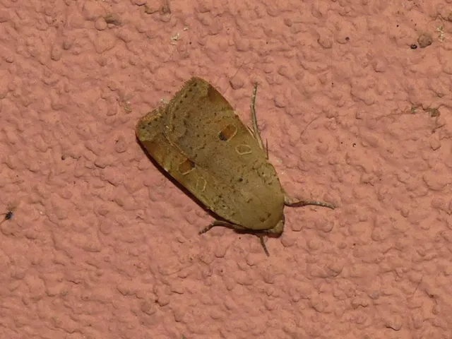 Noctua comes - kis sárgafűbagoly