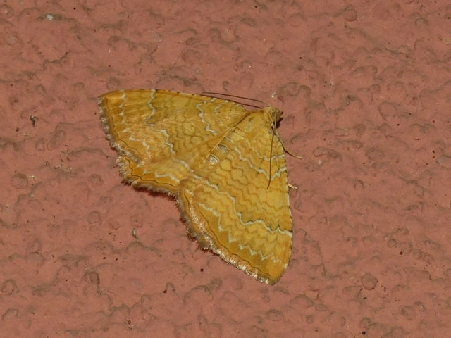 Camptogramma bilineata - kétvonalas sávosaraszoló