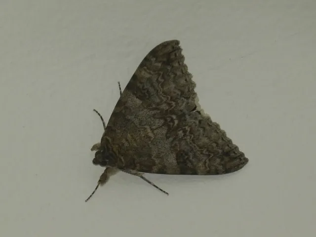 Catocala nupta - piros övesbagoly