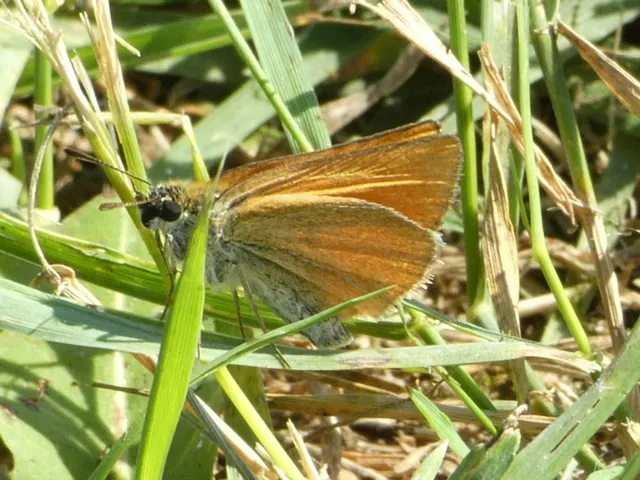 Thymelicus lineola - vonalas busalepke