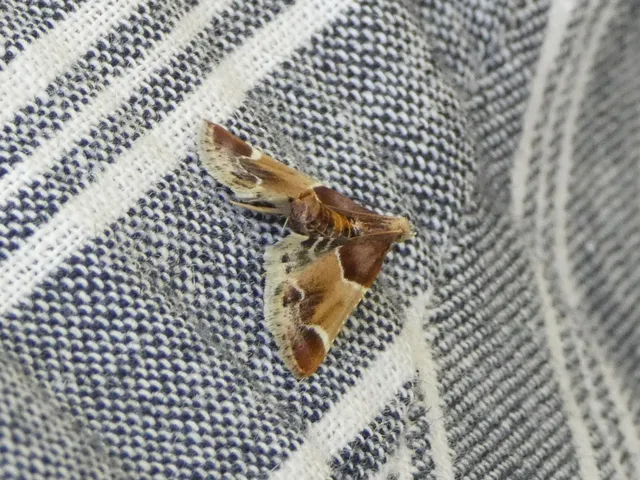 Pyralis farinalis - lisztilonca