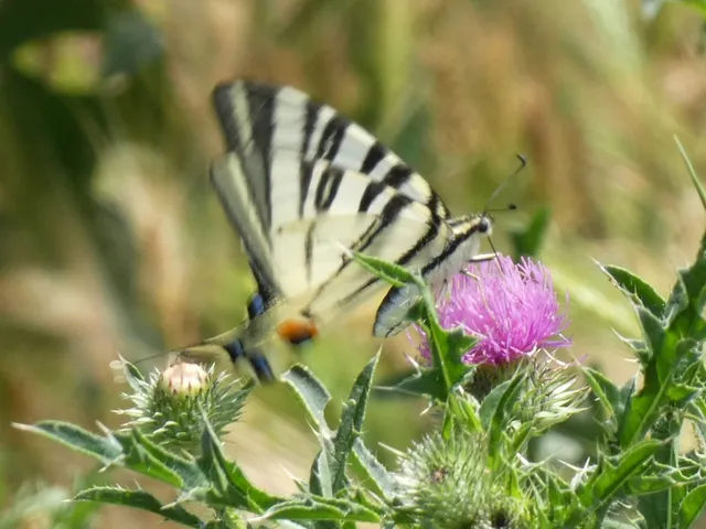 Iphiclides podalirius - kardoslepke