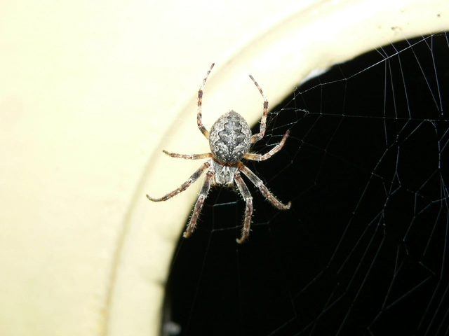 Larinioides ixobolus - ereszalji keresztespók