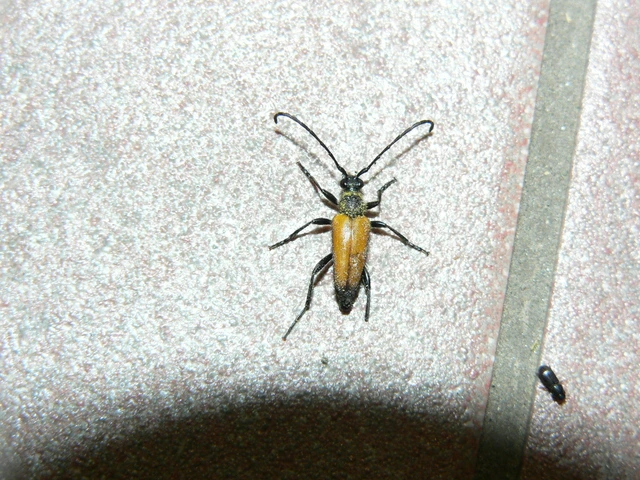 Stictoleptura fulva - vörhenyes virágcincér