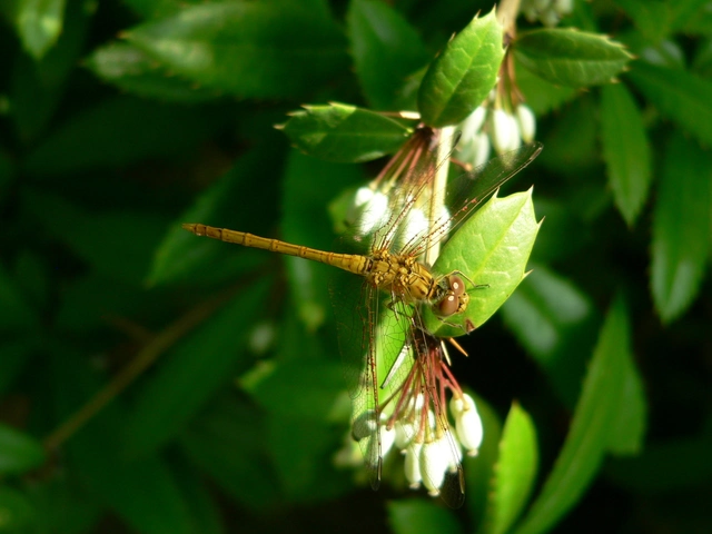 Sympetrum meridionale - fakó katona-szitakötő