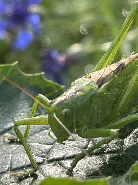Tettigonia viridissima - zöld lombszöcske