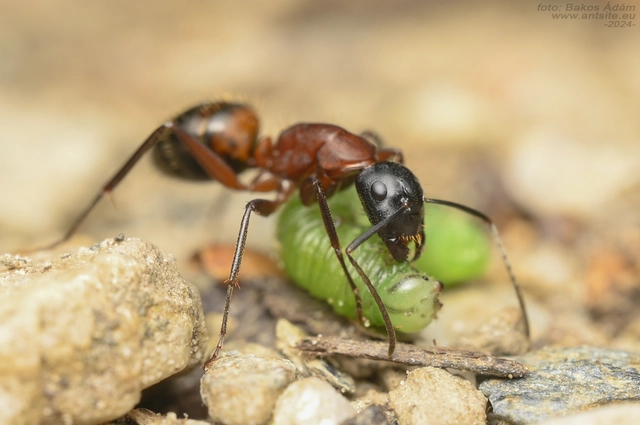 Camponotus ligniperda - faodvasító lóhangya