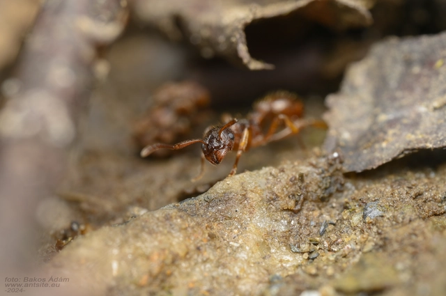 Myrmica ruginodis - erdei bütyköshangya