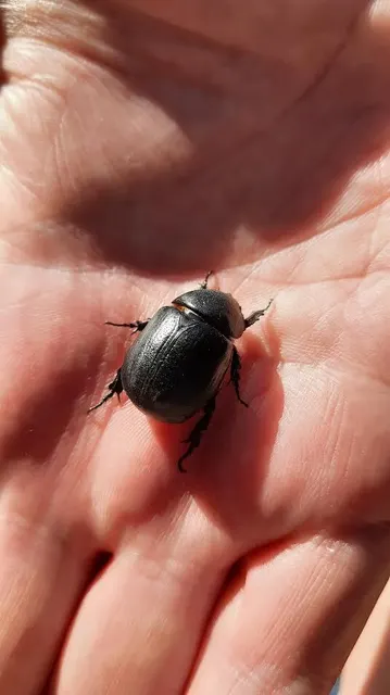 Pentodon idiota - butabogár