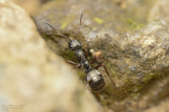 Formica fusca - kormos rabszolgahangya
