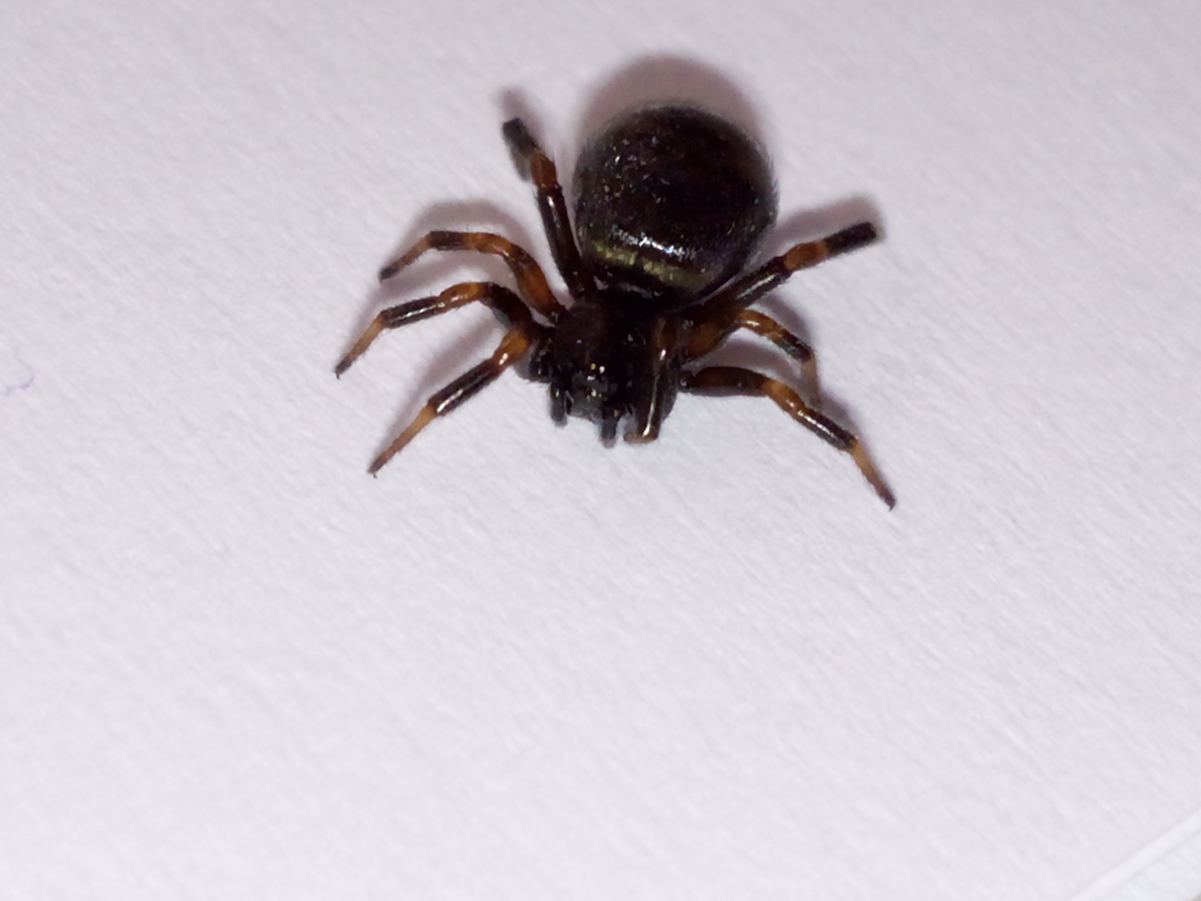 Lasaeola coracina