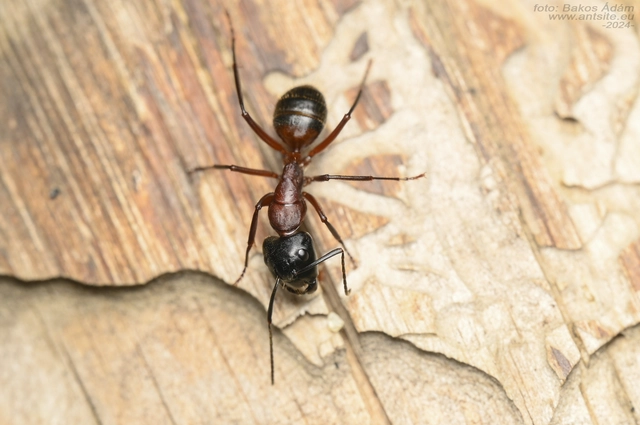 Camponotus ligniperda - faodvasító lóhangya