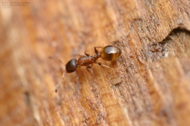 Temnothorax affinis - erdei kéreghangya