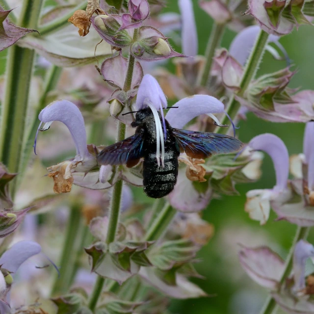 Xylocopa
