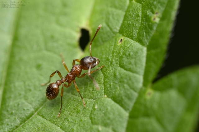 Myrmica ruginodis - erdei bütyköshangya
