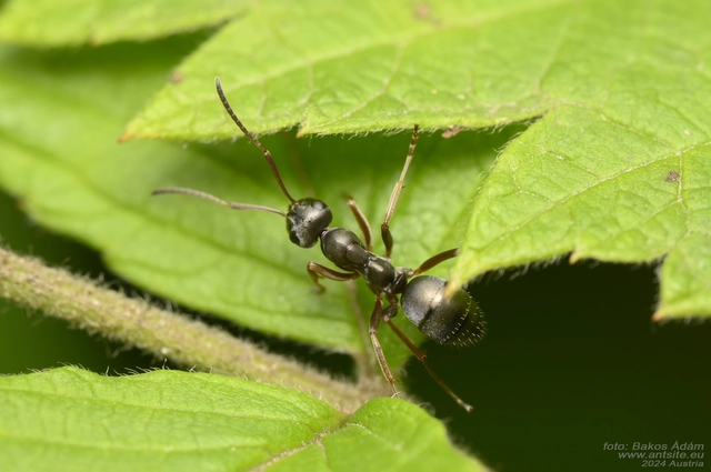 Formica fusca - kormos rabszolgahangya