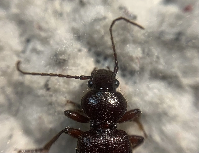 Carterus angustipennis lutshniki - balkáni sztyeppfutó