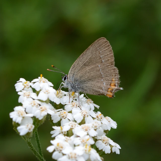 Satyrium acaciae - akác-csücsköslepke