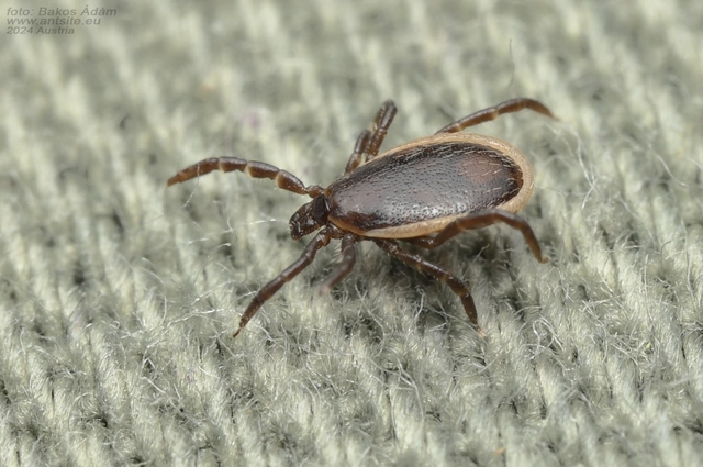 Ixodes ricinus - közönséges kullancs
