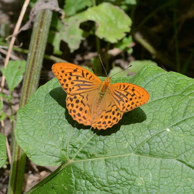 Argynnis paphia - nagy gyöngyházlepke
