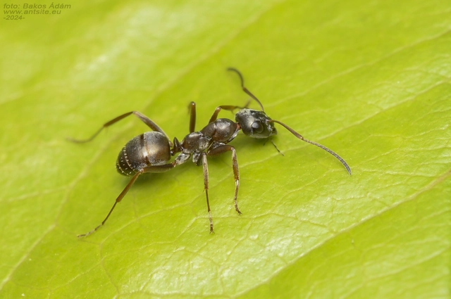 Formica fusca - kormos rabszolgahangya