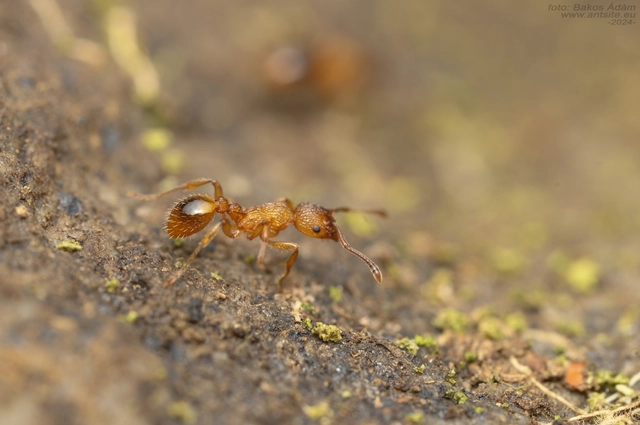 Myrmica sabuleti - gyakori bütyköshangya