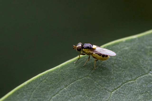 Chloropidae - gabonalegyek