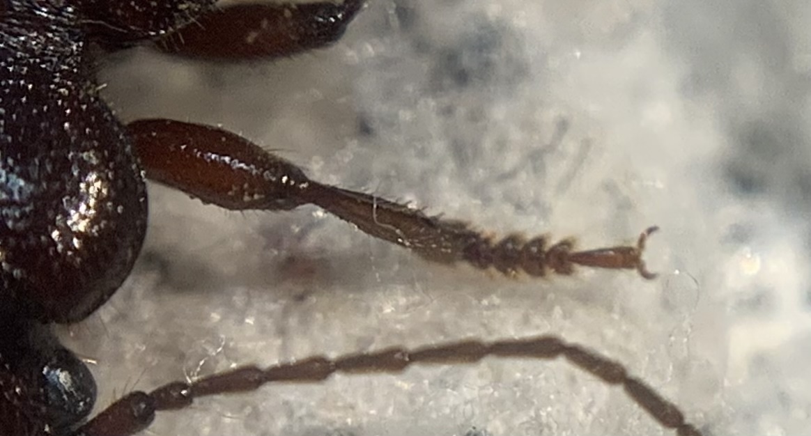 Carterus angustipennis lutshniki - balkáni sztyeppfutó