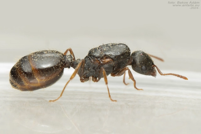 Tetramorium