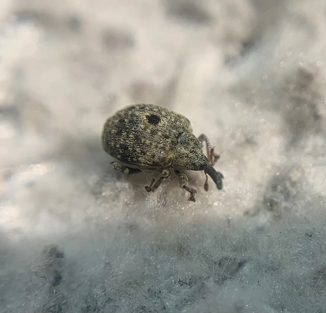 Cionus thapsus - kis ökörfarkkóró-gömbormányos