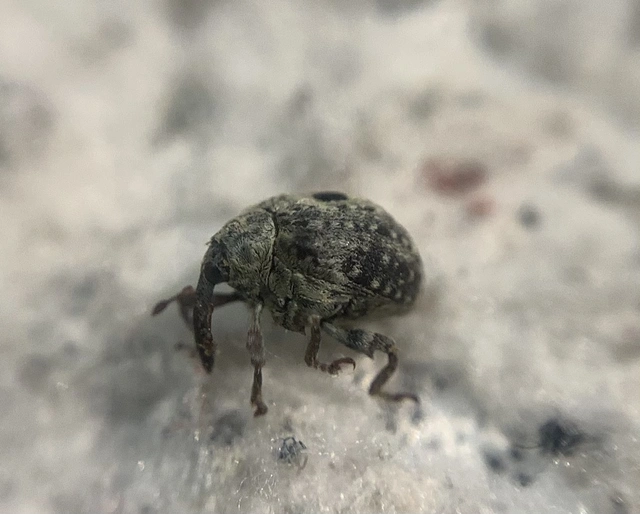 Cionus thapsus - kis ökörfarkkóró-gömbormányos